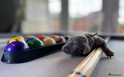 Weimaraner dogs for sale: 🐾Adorable KC Registered Weimaraner Puppies🐾 - Image 22