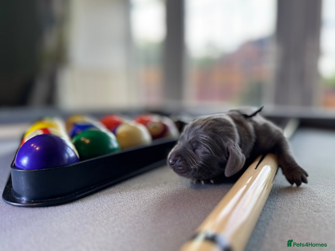 Weimaraner dogs for sale: 🐾Adorable KC Registered Weimaraner Puppies🐾 - Image 22