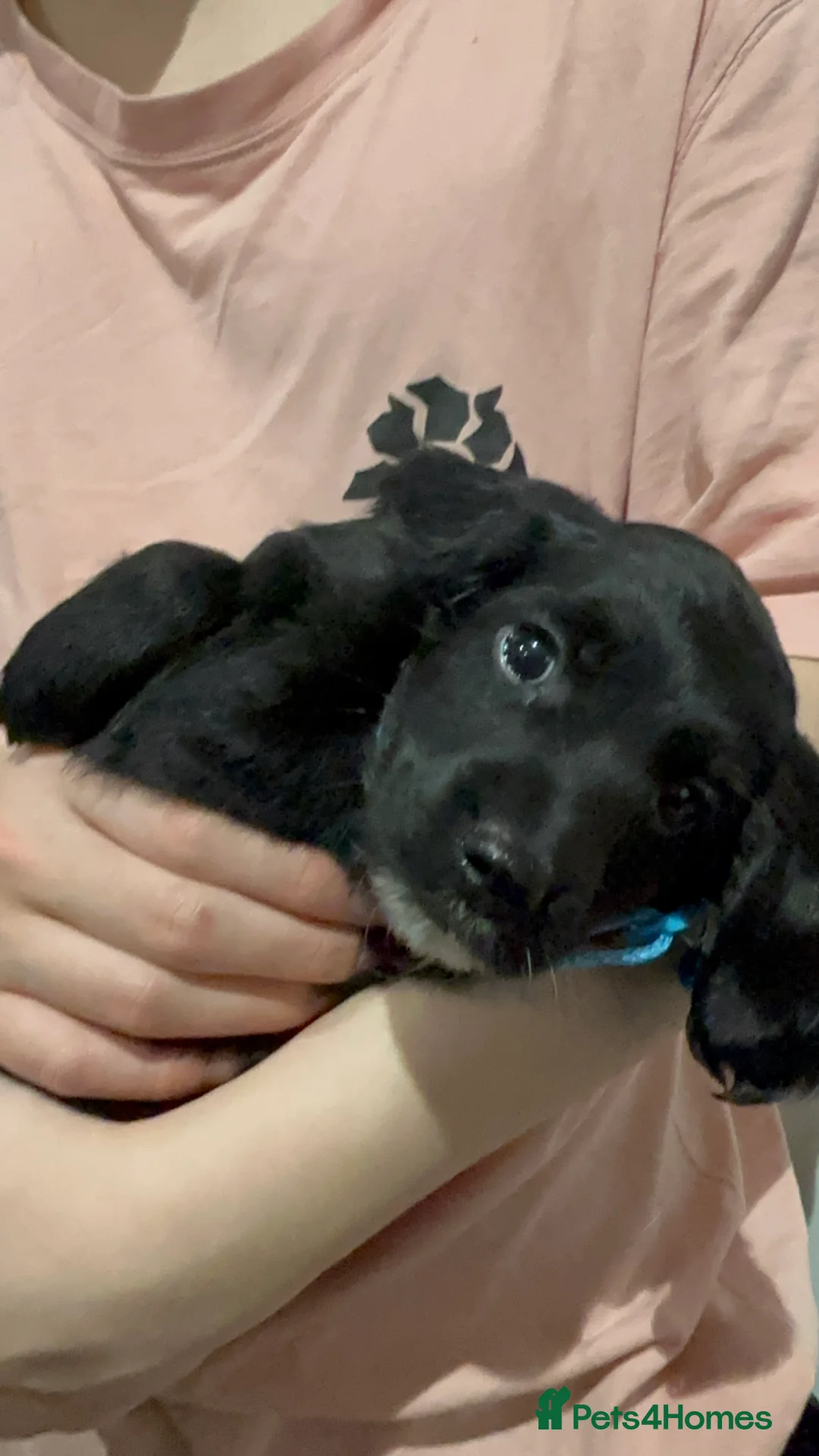 Cockapoo dogs for sale: Beautiful Cockapoo Puppies – 6 Boys & 2 Girls - Advert 18