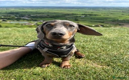 Miniature Dachshund dogs for stud: Proven dapple dachshund for stud - Image 12