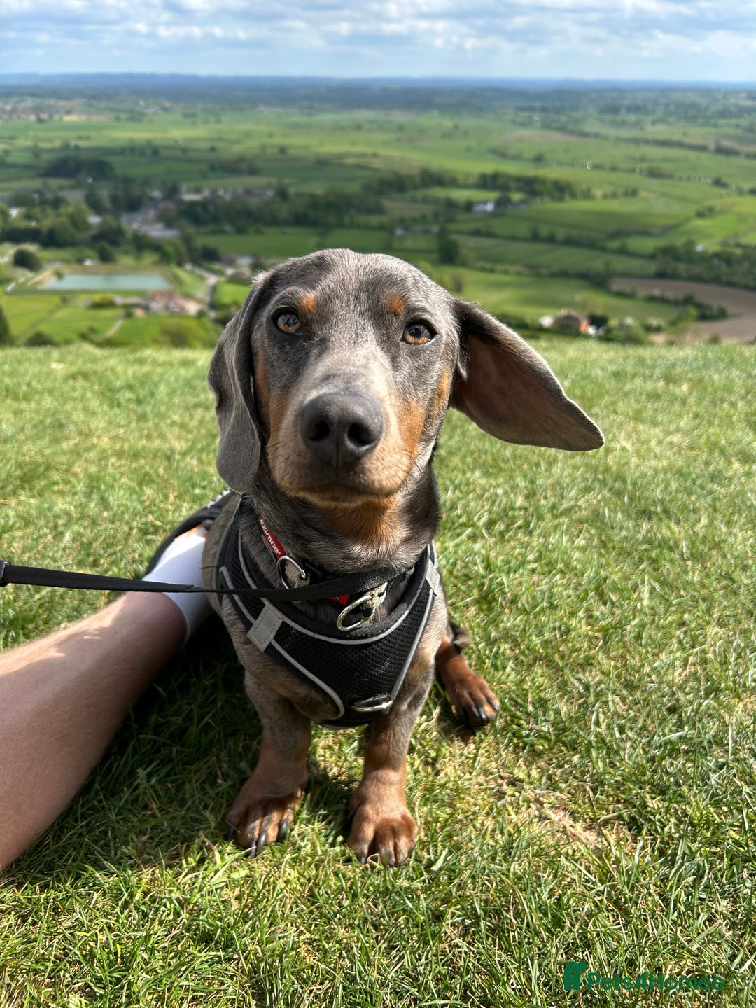Miniature Dachshund dogs for stud: Proven dapple dachshund for stud - Image 12
