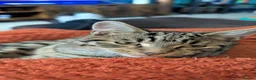 Mixed Breed cats for sale: Beautiful male cat! 7 months old.  in Pontefract - Advert 3