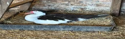 Ducks poultry for sale: Muscovy Ducks - Advert 7
