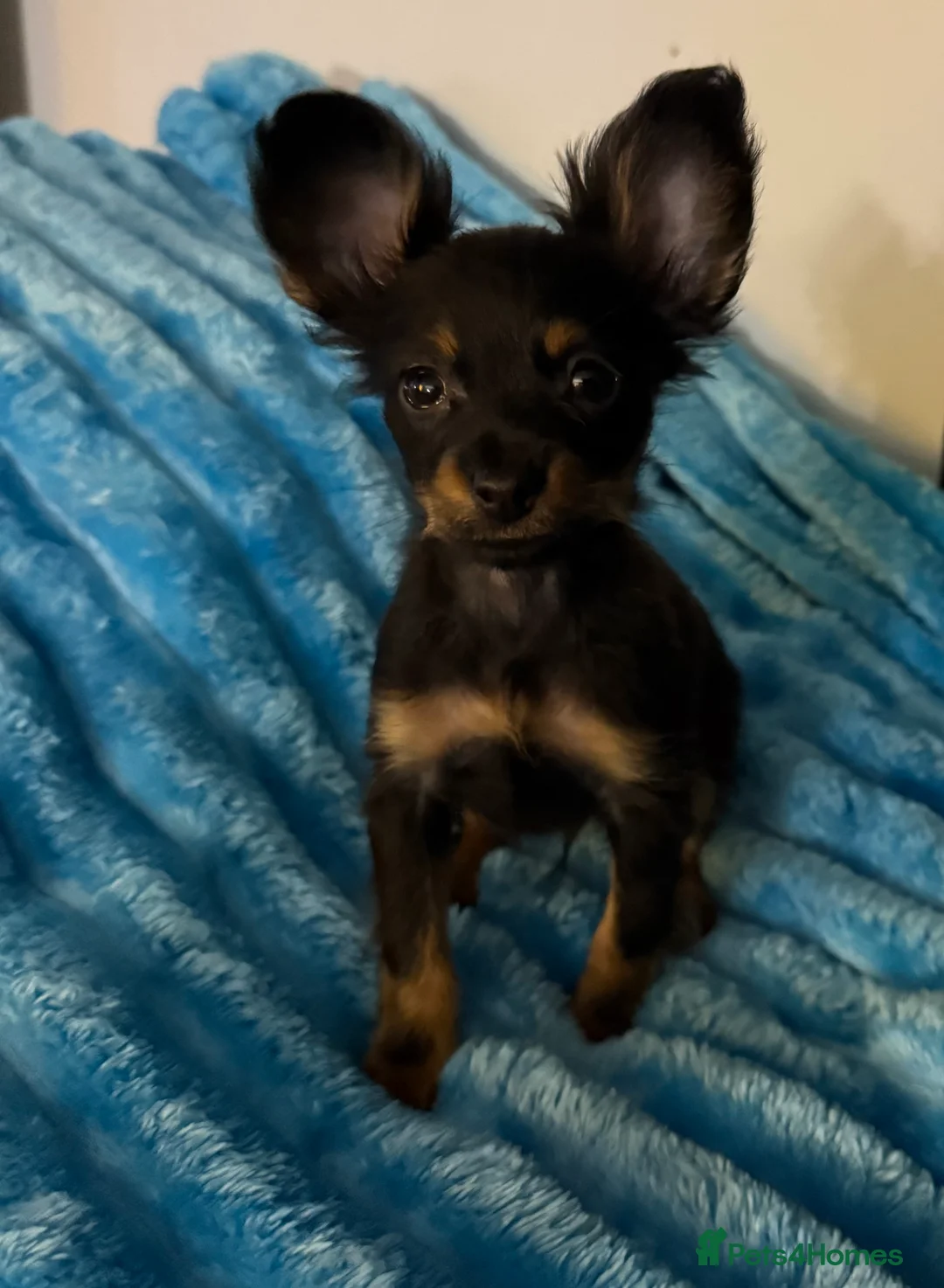 Russian Toy Terrier dogs for sale: Beautiful Russian Toy Puppies - Advert 5
