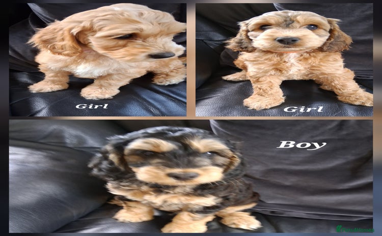 Mixed Breed dogs - Advert 2