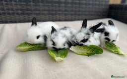 Mini Lion Lop rabbits for sale: Gorgeous Baby Mini lion lip bunnies for sale - Image 2