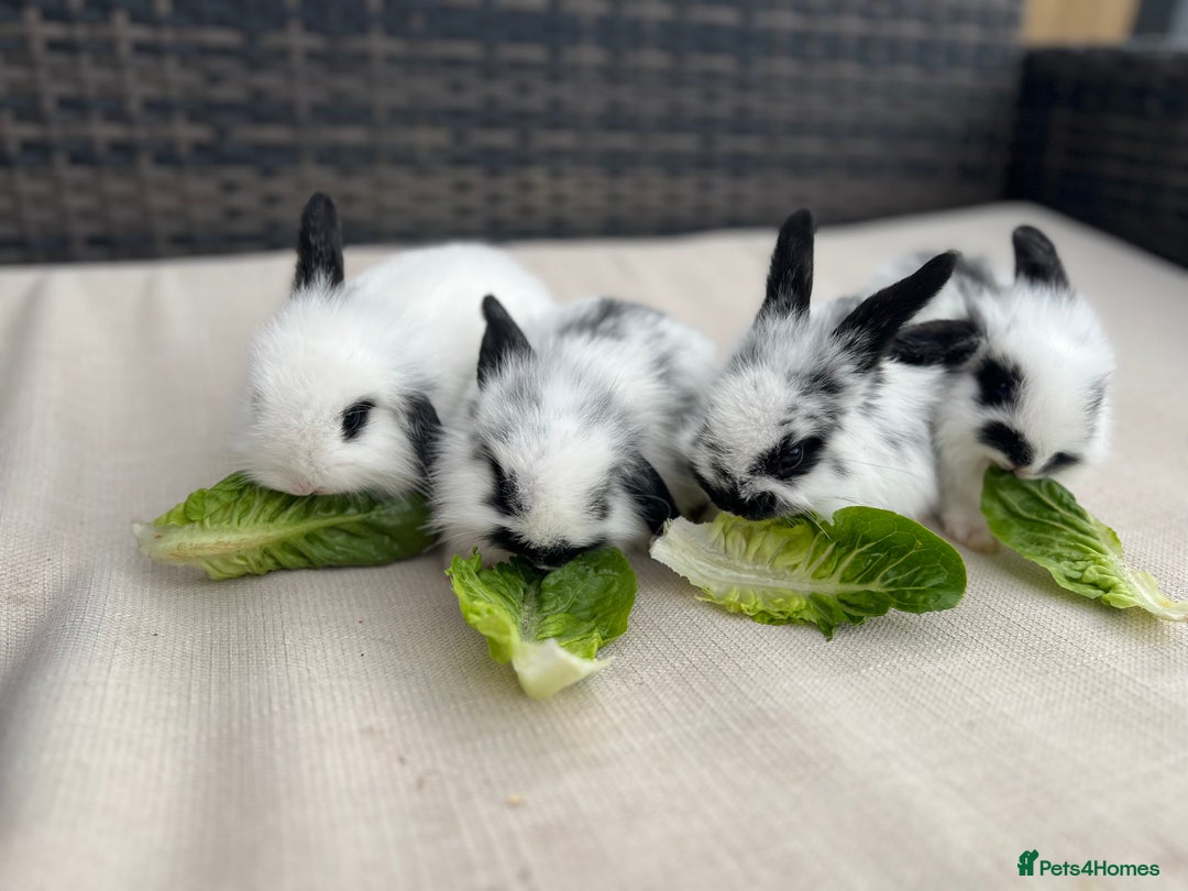 Mini Lion Lop rabbits for sale: Gorgeous Baby Mini lion lip bunnies for sale - Image 2