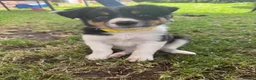 Border Collie dogs for sale: Border collie pups ready to leave now - Advert 11