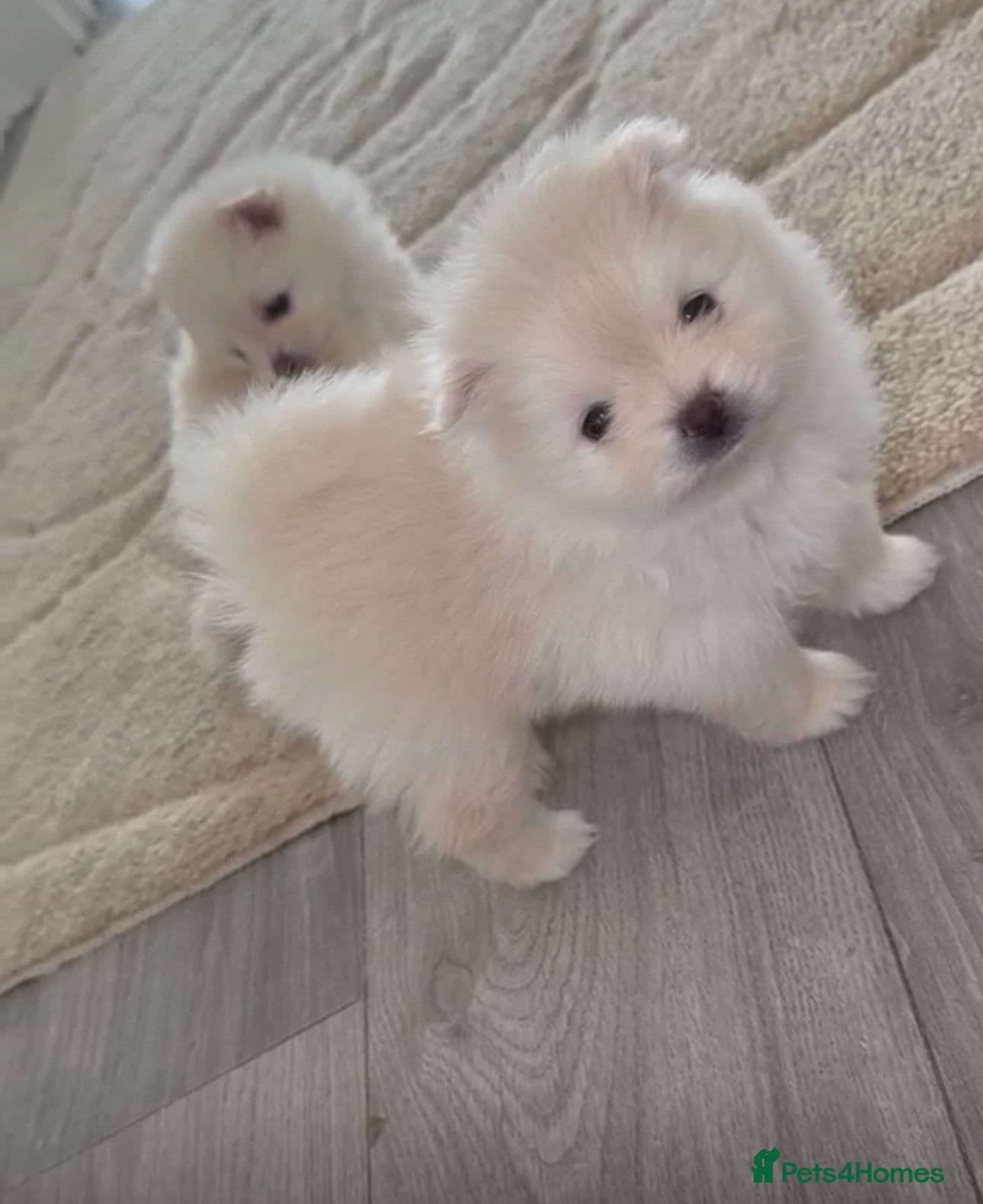 Pomeranian dogs Pomeranians  - Advert 11