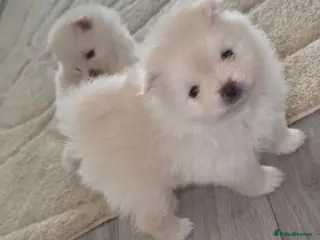 Pomeranian dogs Pomeranians - Advert 9