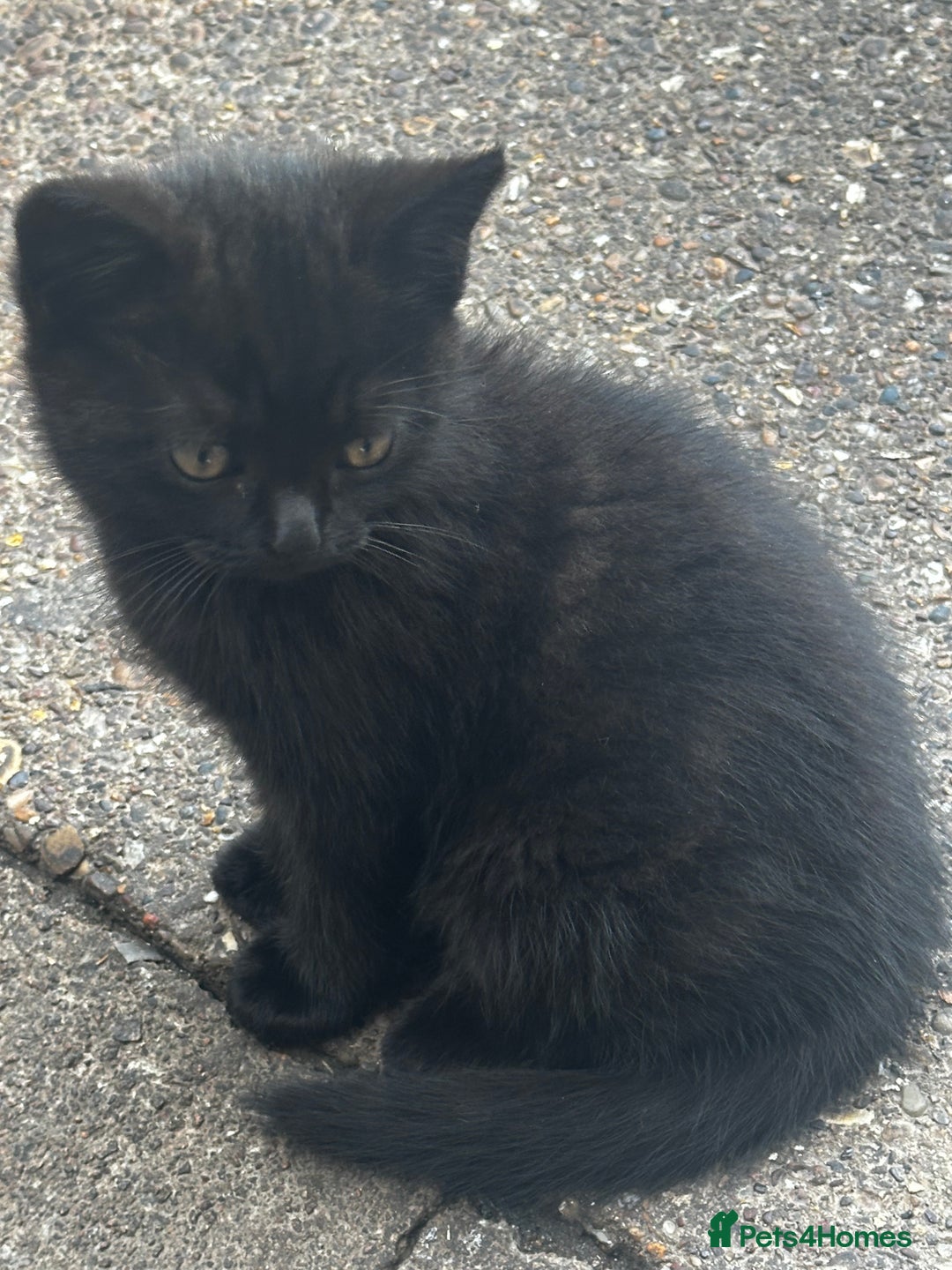 Mixed Breed cats for sale: 3 female kittens ready to go  - Image 9