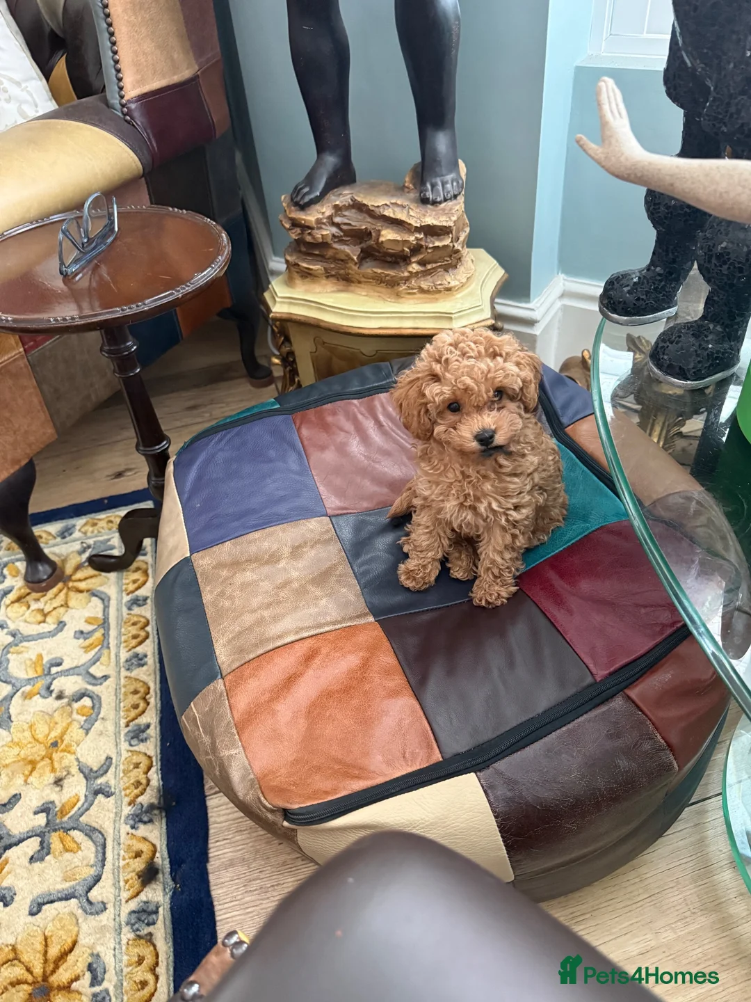 Toy Poodle dogs for sale: Red Toy Poodle little girl (KC registered ) - Advert 1