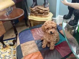 Toy Poodle dogs Red Toy Poodle little girl (KC registered ) - Advert 1