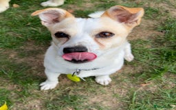 Mixed Breed dogs for adoption: Lovely Lola is Ready for Her Forever Home! 💖 - Image 1