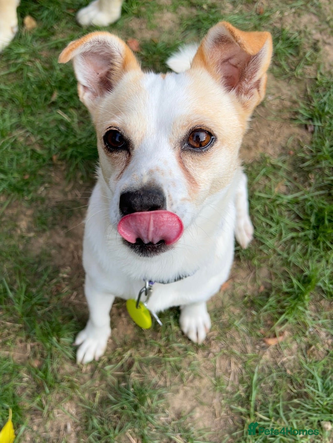 Mixed Breed dogs for adoption: Lovely Lola is Ready for Her Forever Home! 💖 - Image 1