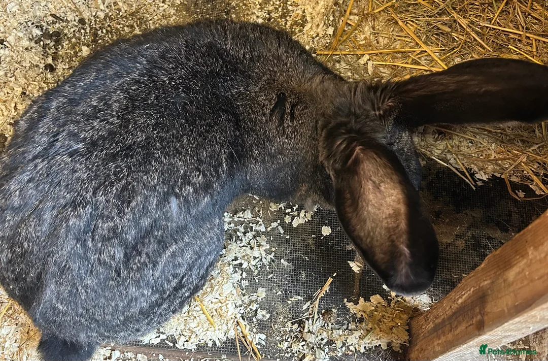 Continental Giant rabbits for sale: WE HAVE THE WORLDS BIGGEST BUNNIES  - Advert 6