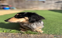 Miniature Dachshund dogs for stud: 1 year old long-haired dapple miniature dachshund  - Image 8