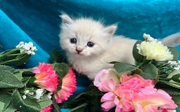 Siberian cats for sale: 🩵🩵Stunning Siberian Neva Masquerade Babies🩵🩵 - Image 19