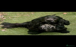 Cocker Spaniel dogs for sale: Stunning  blue show cocker spaniel boy  - Image 2