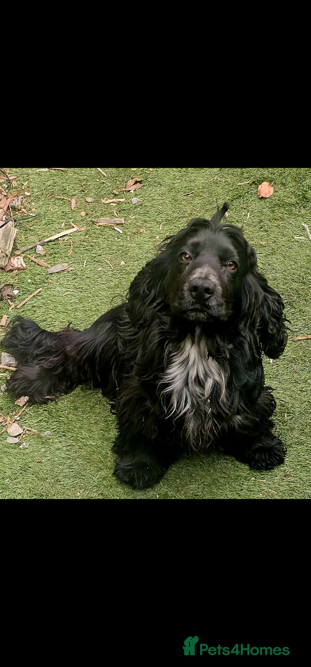 Cocker Spaniel dogs for sale: Stunning  blue show cocker spaniel boy  - Image 2
