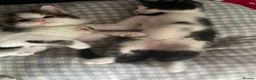 Mixed Breed cats for sale: Beautiful kittens looking for a loving homes  - Advert 13