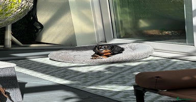 Dachshund dogs - Advert 11