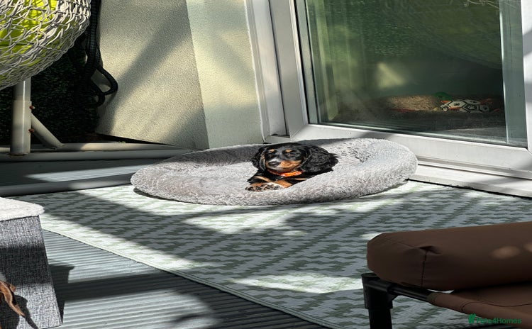 Dachshund dogs - Advert 1