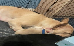 French Bulldog dogs for sale: TOP QUALITY FRENCH BULLDOGS  - Image 9