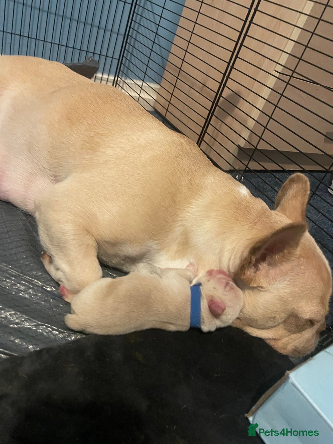French Bulldog dogs for sale: TOP QUALITY FRENCH BULLDOGS  - Image 9
