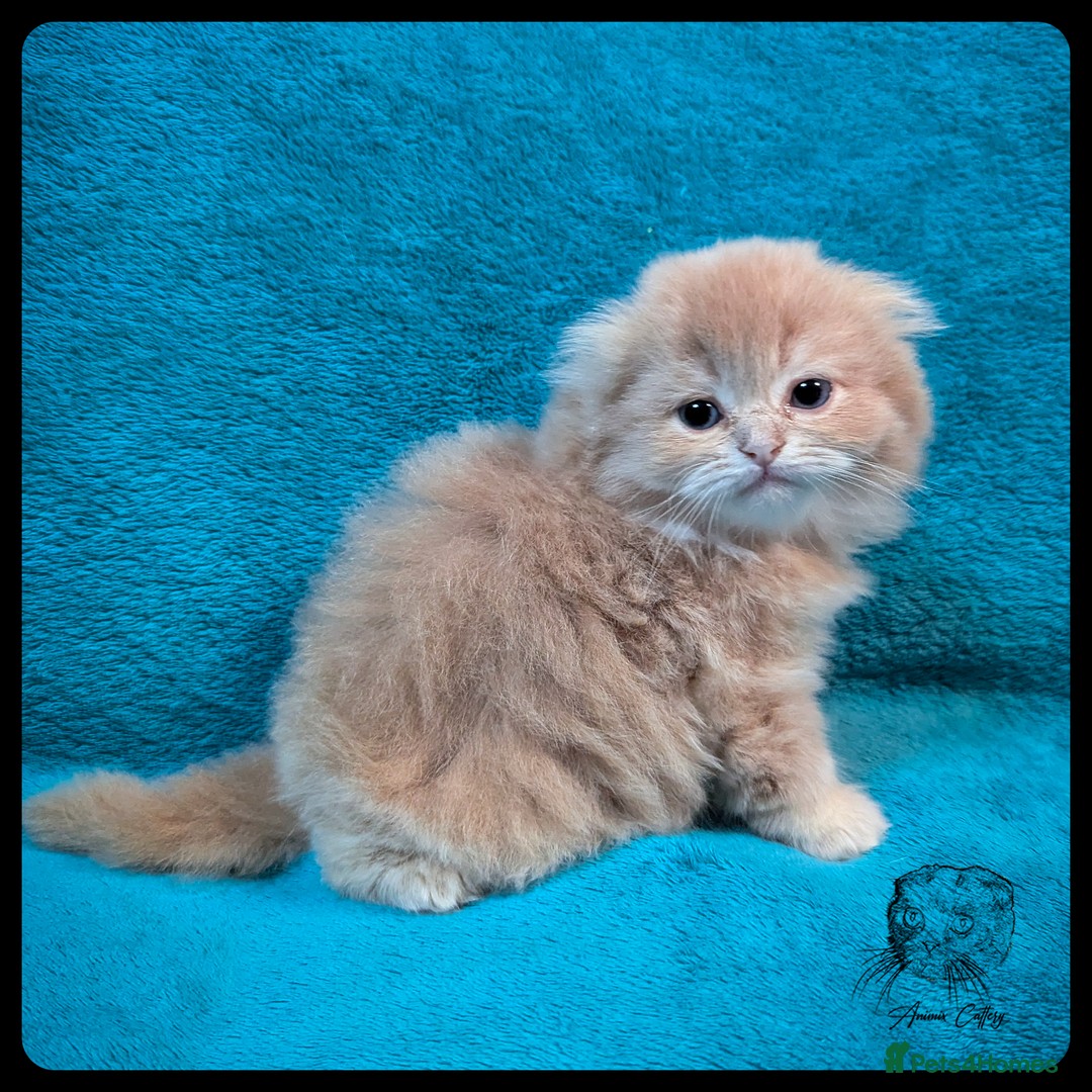 Scottish Fold cats for sale: TICA Registered Scottish kittens - Image 6