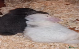 Mini Lop rabbits for sale: Mini lop boys for sale - Image 5