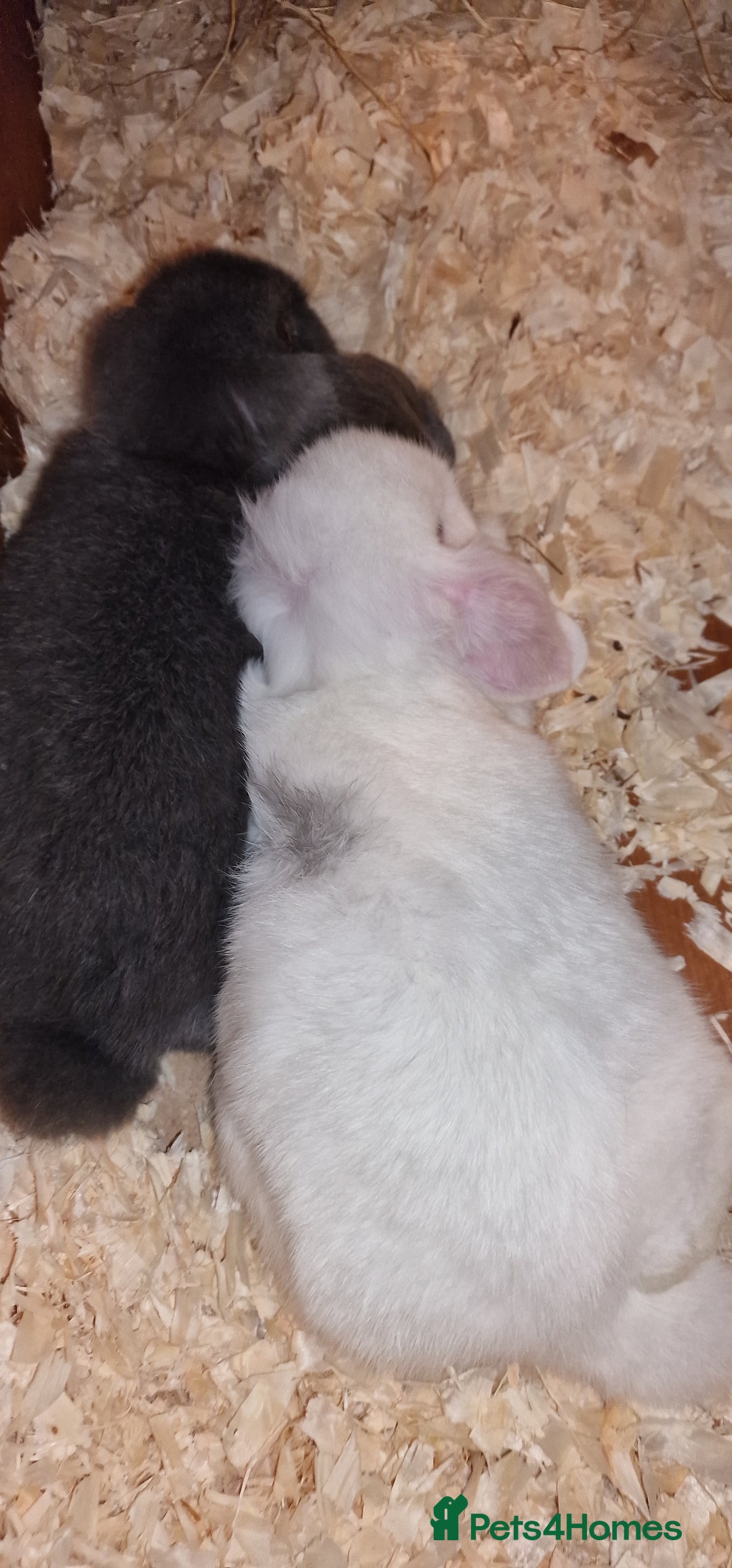 Mini Lop rabbits for sale: Mini lop boys for sale - Image 5