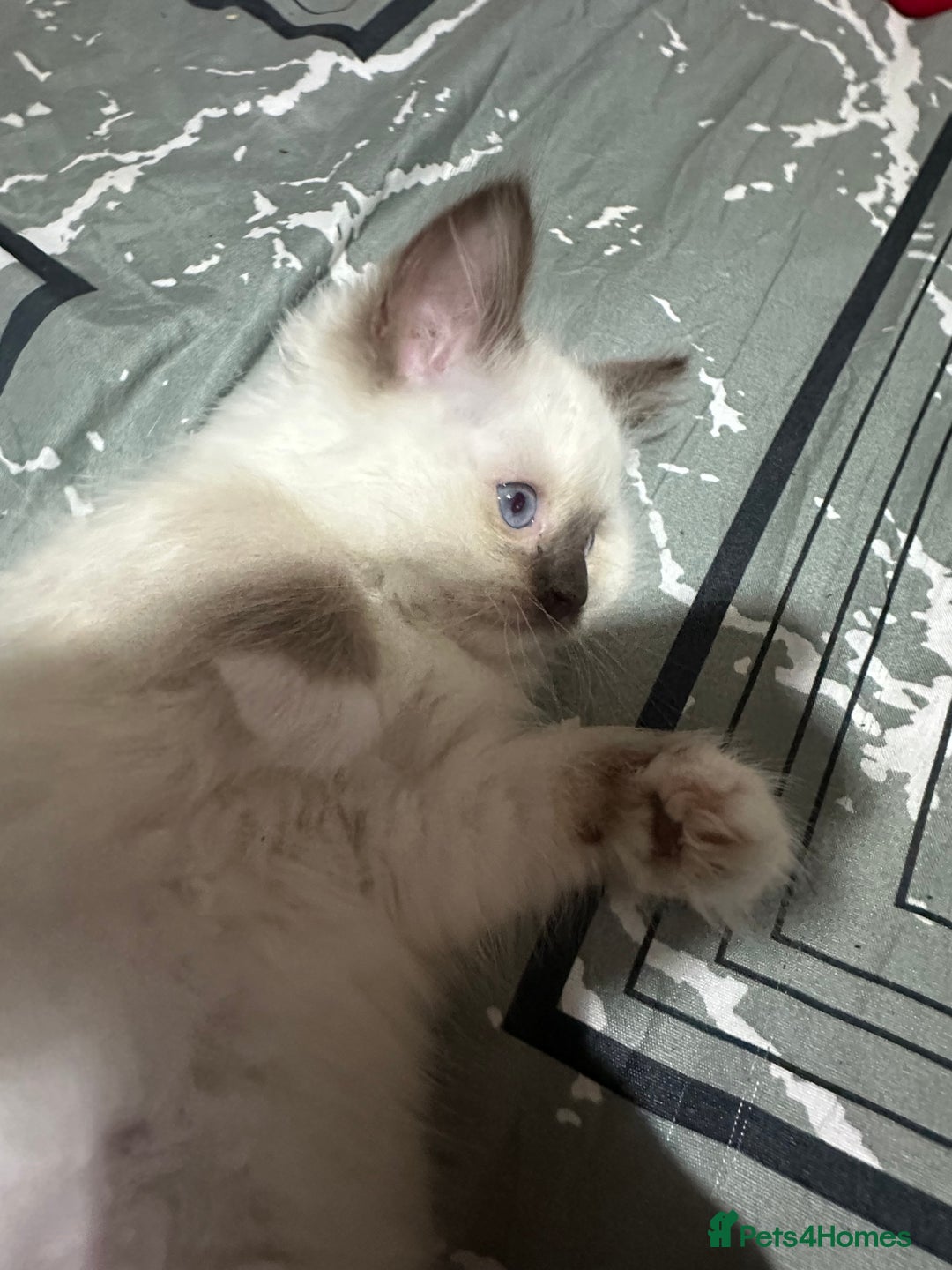 Ragdoll cats for sale: 1 beautiful blue eyed fluffy ragdoll left  - Image 13