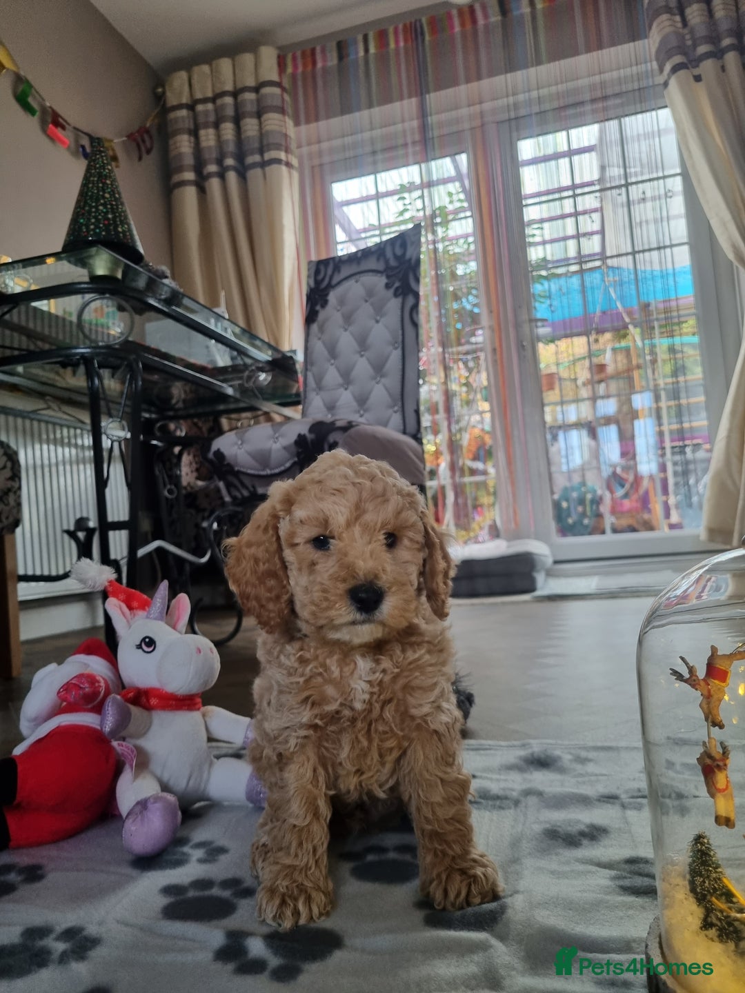 Miniature Poodle dogs for sale: Championline Miniature Poodle exceptional puppy. - Advert 12