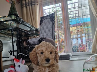 Miniature Poodle dogs Championline Miniature Poodle exceptional puppy. - Advert 2