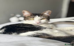 British Shorthair cats for sale: Both together  - Image 12