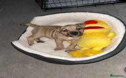 American Bully dogs for sale: LAST GIRL *REDUCED* - Image 2