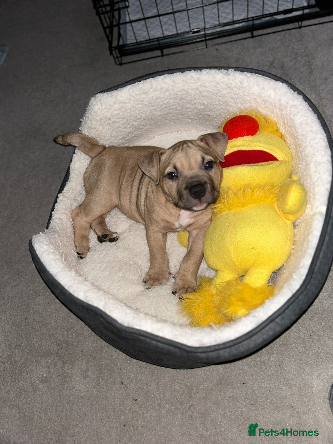 American Bully dogs for sale: LAST GIRL *REDUCED* - Image 2