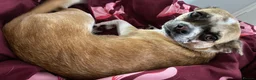 Chug dogs for sale: Female chug nearly 1 year old Lola - Advert 7
