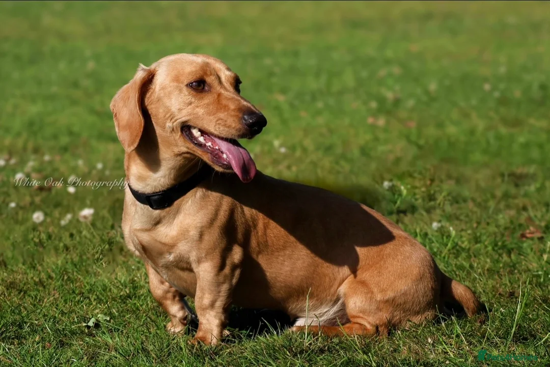 Miniature Dachshund dogs for stud: Minature dachound stud  - Advert 2