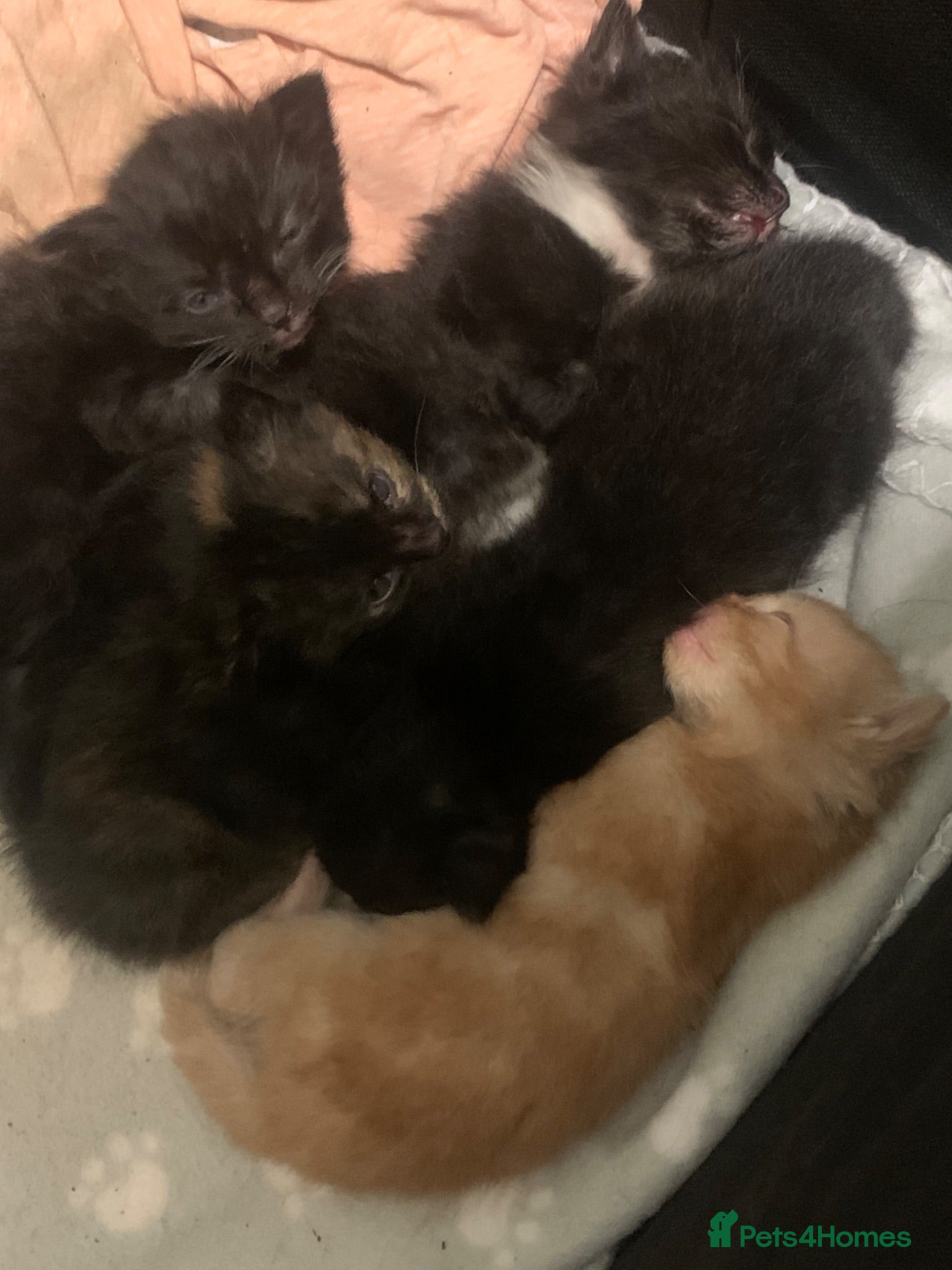 Domestic Shorthair cats Five cute little kittens  - Advert 8