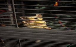 Sugar Glider rodents for sale: Twin sugar gliders - Image 6