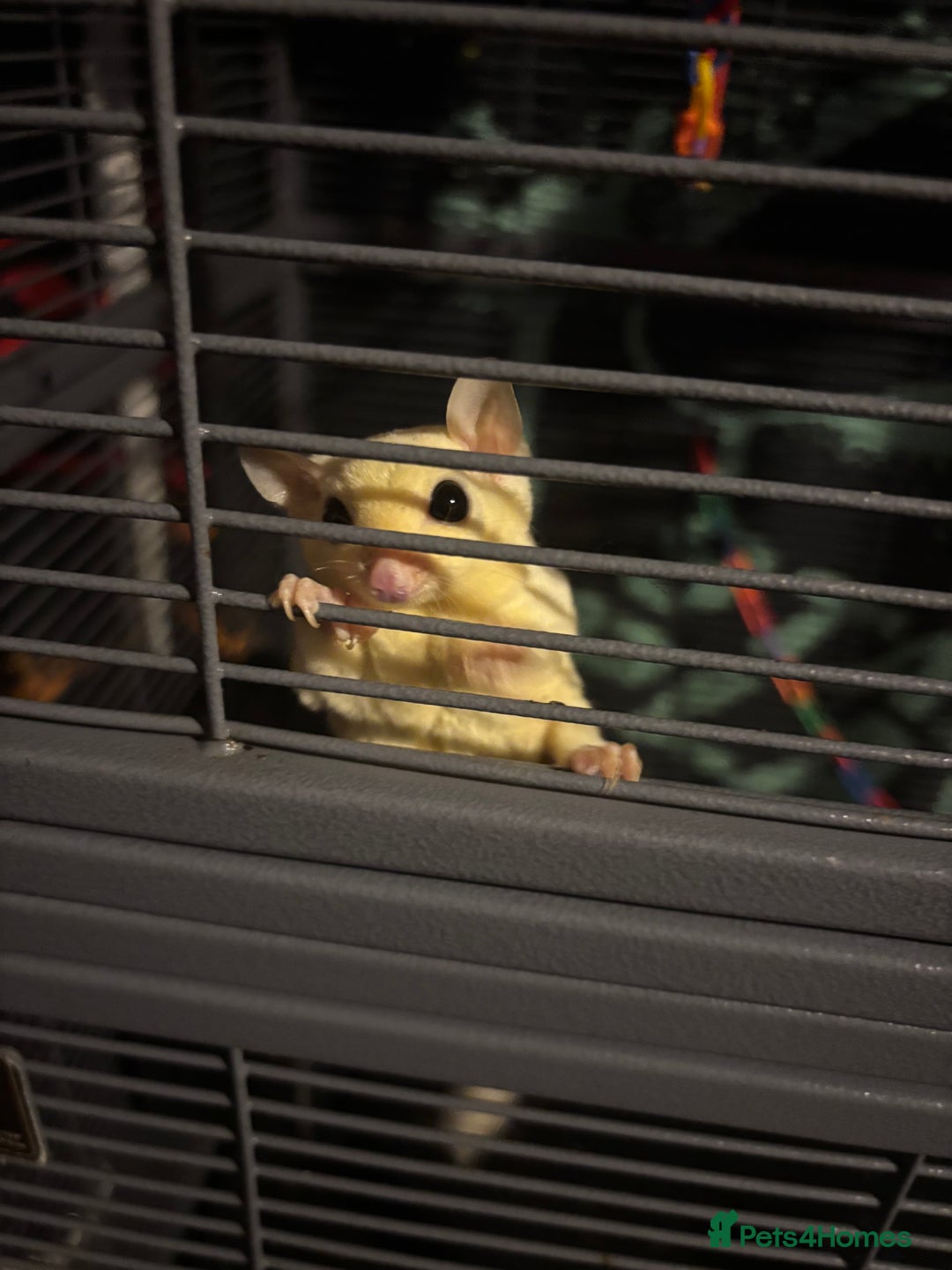 Sugar Glider rodents for sale: Twin sugar gliders - Image 6