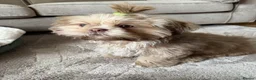Shih Tzu dogs for sale: Shih Tzu puppy - Advert 6