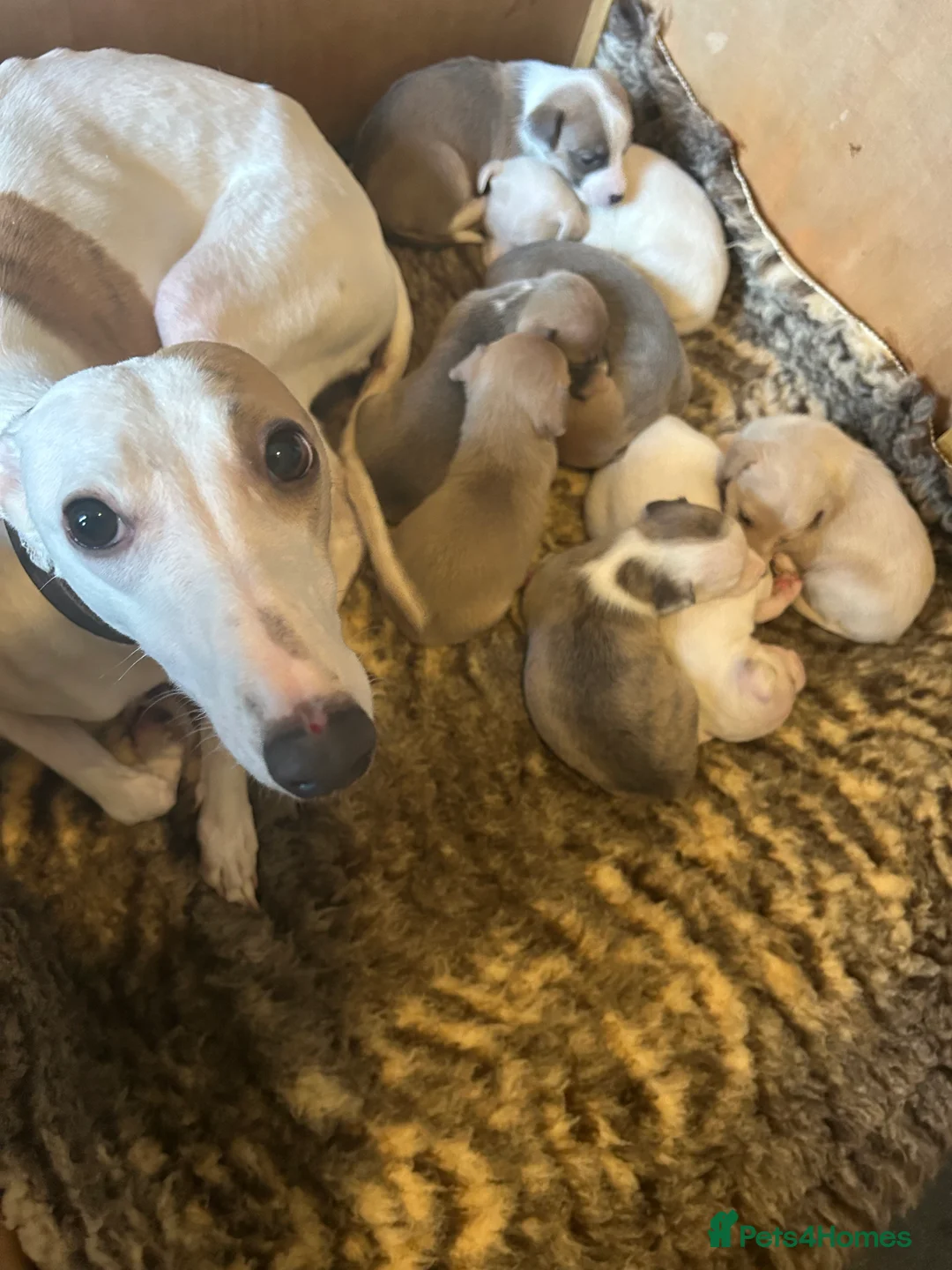 Mixed Breed dogs for sale: Chihuahua cross Whippet Puppies  - Advert 2
