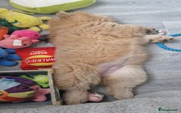 Chow Chow dogs for sale: Chow chow puppy - Image 2