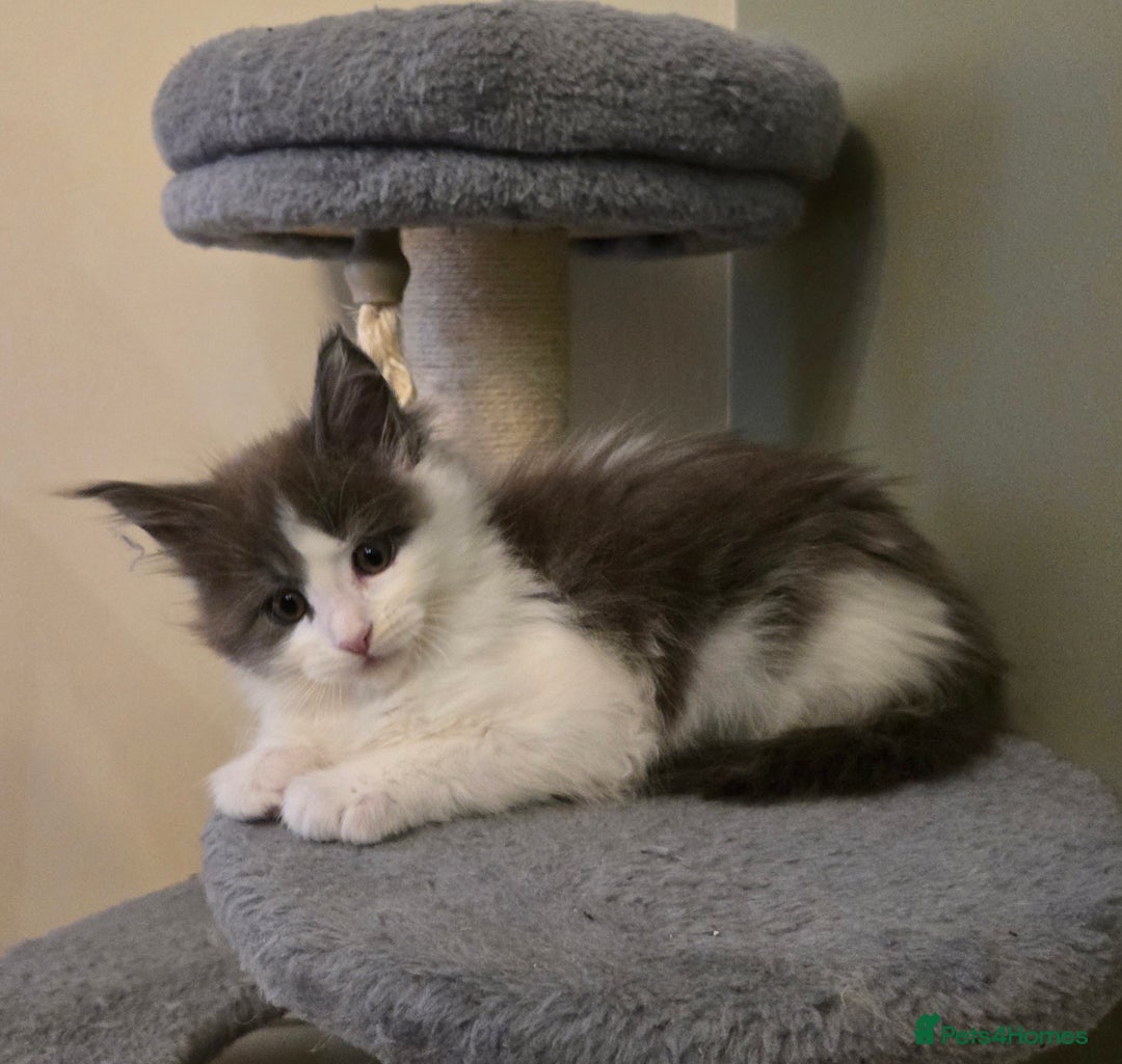 Maine Coon cats for sale: GCCF Registered female  - Image 8