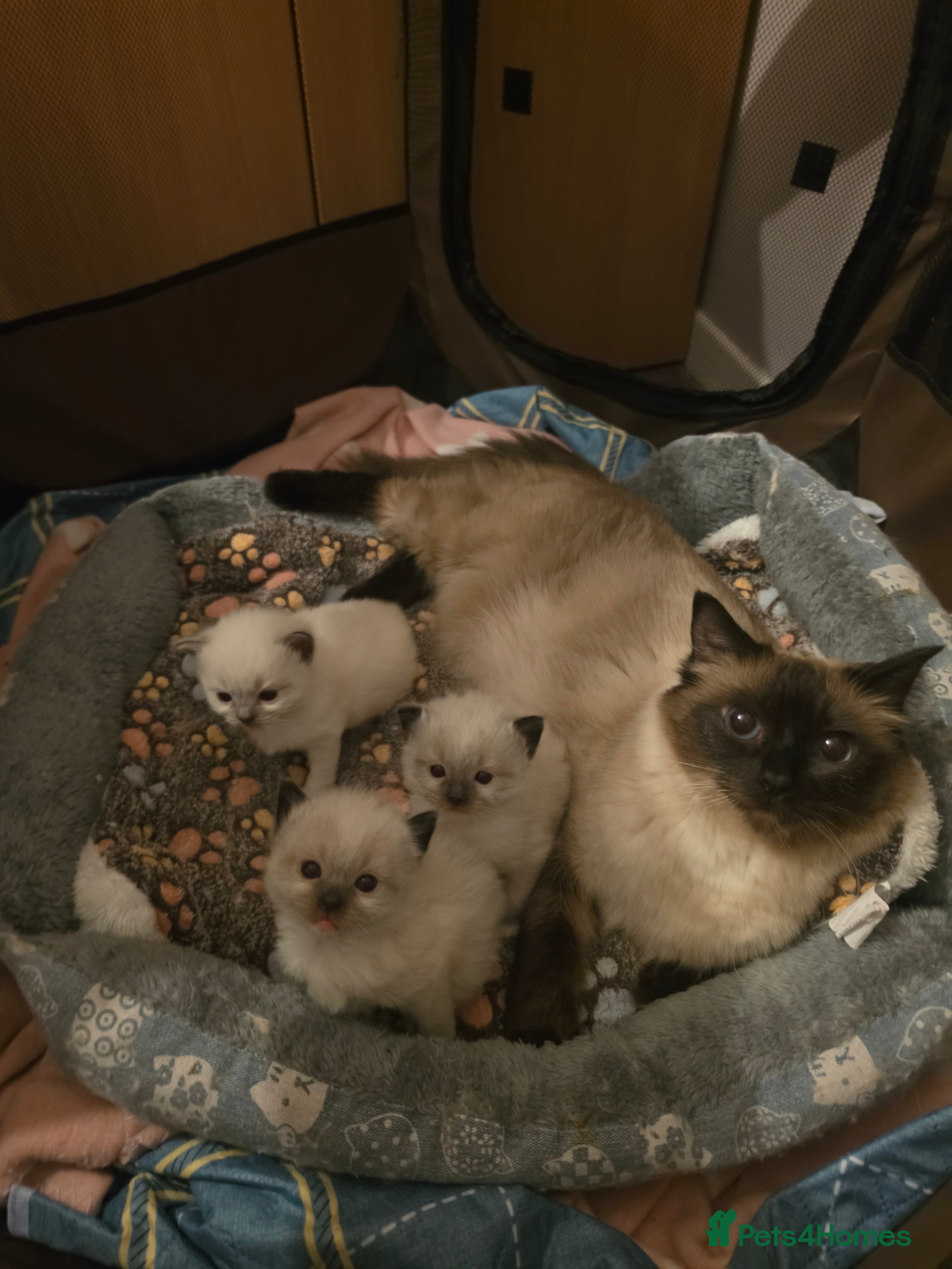 Ragdoll cats Full pedigree Ragdolls  - Advert 11