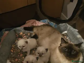 Ragdoll cats Full pedigree Ragdolls - Advert 11