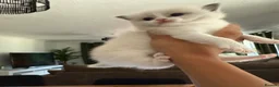 Ragdoll cats for sale: Female Bi-colour Ragdoll in Bracknell - Advert 1